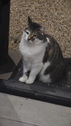 Lost Male Cat last seen Near cuthbert drive mount warrigal, Mount Warrigal, NSW 2528