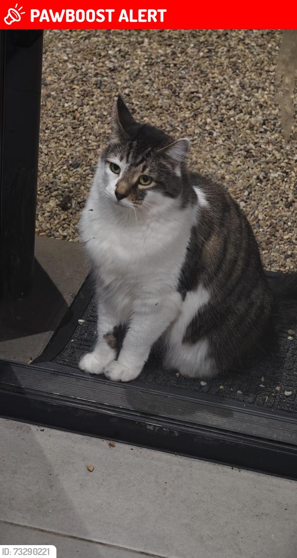 Lost Male Cat last seen Near cuthbert drive mount warrigal, Mount Warrigal, NSW 2528