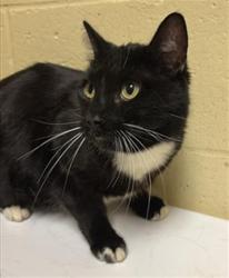 Shelter Stray Female Cat last seen IRIS AVE & AUBURN BLVD, 2127 Front St, Sacramento, CA 95818, USA