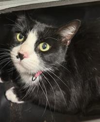 Shelter Stray Female Cat last seen IRIS AVE & AUBURN BLVD, 2127 Front St, Sacramento, CA 95818, USA