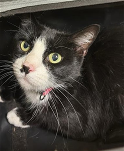 Shelter Stray Female Cat last seen IRIS AVE & AUBURN BLVD, 2127 Front St, Sacramento, CA 95818, USA