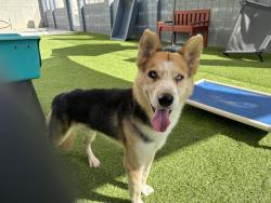 Shelter Stray Unknown Dog last seen OLYMPIC/21ST, 1640 9th St, Santa Monica, CA 90404, USA