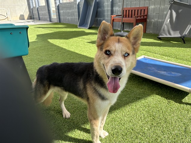 Shelter Stray Unknown Dog last seen OLYMPIC/21ST, 1640 9th St, Santa Monica, CA 90404, USA