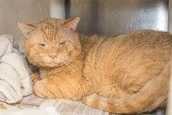 Shelter Stray Male Cat last seen CHARLOTTE, 8315 Byrum Dr, Charlotte, NC 28217, USA