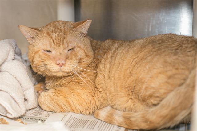 Shelter Stray Male Cat last seen CHARLOTTE, 8315 Byrum Dr, Charlotte, NC 28217, USA