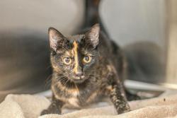 Shelter Stray Female Cat last seen CHARLOTTE, 8315 Byrum Dr, Charlotte, NC 28217, USA