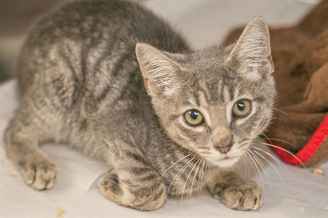 Shelter Stray Male Cat last seen CHARLOTTE, 8315 Byrum Dr, Charlotte, NC 28217, USA