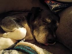 Lost Male Dog last seen Harry and Broadway in Wichita Kansas, Wichita, KS 67211