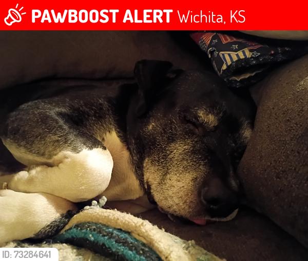 Lost Male Dog last seen Harry and Broadway in Wichita Kansas, Wichita, KS 67211