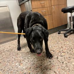 Shelter Stray Male Dog last seen W ROOSEVELT ST/N 33RD AVE, 5501 E Van Buren St, Phoenix, AZ 85008, USA