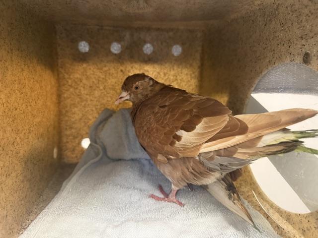 Shelter Stray Unknown Bird last seen Near BLOCK S 124TH ST, SEATTLE WA 98178, 21615 64th Ave S, Kent, WA 98032, USA