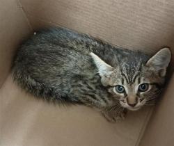 Shelter Stray Female Cat last seen MAINLINE DR / WYLAND DR, 9150 Union Park Way, Elk Grove, CA 95624, USA