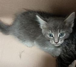 Shelter Stray Male Cat last seen MAINLINE DR / WYLAND DR, 9150 Union Park Way, Elk Grove, CA 95624, USA