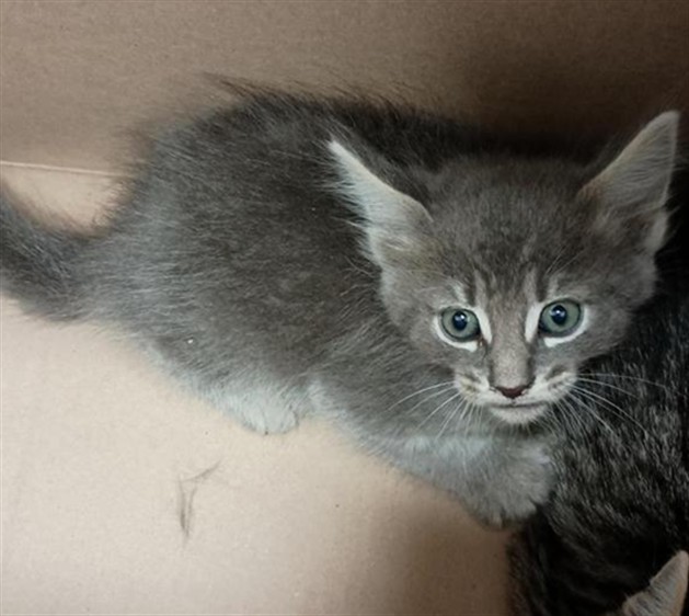 Shelter Stray Male Cat last seen MAINLINE DR / WYLAND DR, 9150 Union Park Way, Elk Grove, CA 95624, USA