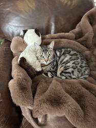 Reunited Female Cat last seen MacMillan Crescent and Dixon Court, Barrie, ON 