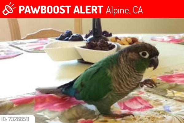 Lost Male Bird last seen Near Night Star Place, Alpine, CA 91901, Alpine, CA 91901