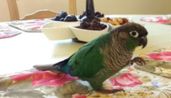 Lost Male Bird last seen Near Night Star Place, Alpine, CA 91901, Alpine, CA 91901