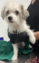 Shelter Stray Male Dog last seen Near BLOCK S CHESTNUT AVE, FRESNO CA 93702 4756, 5277 E Airways Blvd, Fresno, CA 93727, USA
