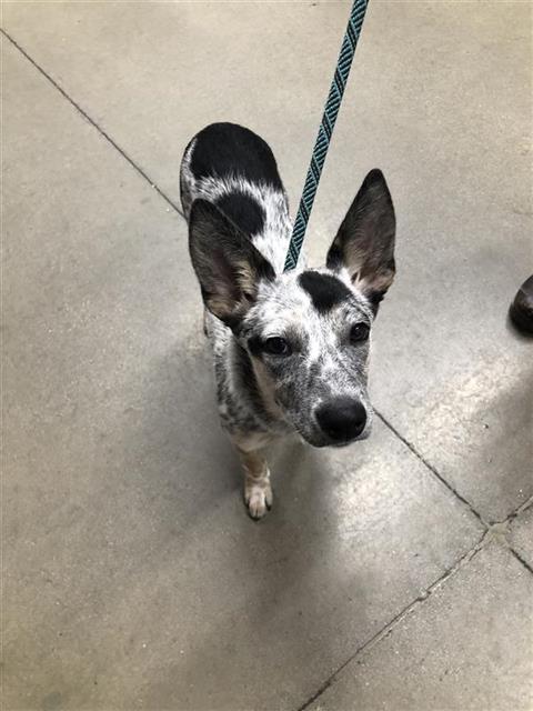 Shelter Stray Female Dog last seen Near BLOCK N CONTESSA AVE, FRESNO CA 93723 7613, 5277 E Airways Blvd, Fresno, CA 93727, USA