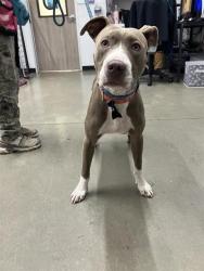 Shelter Stray Female Dog last seen Near BLOCK N FELAND AVE, FRESNO CA 93722 4500, 5277 E Airways Blvd, Fresno, CA 93727, USA