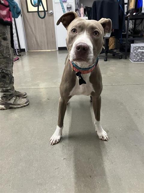 Shelter Stray Female Dog last seen Near BLOCK N FELAND AVE, FRESNO CA 93722 4500, 5277 E Airways Blvd, Fresno, CA 93727, USA