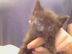 Shelter Stray Female Cat last seen WATT AVE/KINGS WAY, 95821, 3839 Bradshaw Rd, Sacramento, CA 95827, USA