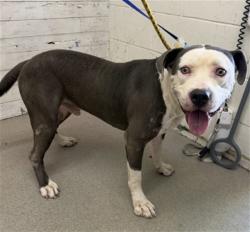 Shelter Stray Male Dog last seen Near BLOCK HANCOCK, 333 Chandler Pl, San Bernardino, CA 92408, USA