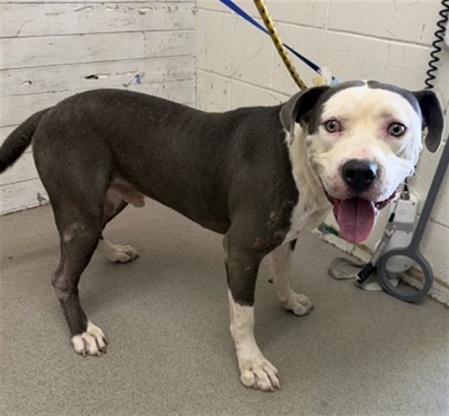 Shelter Stray Male Dog last seen Near BLOCK HANCOCK, 333 Chandler Pl, San Bernardino, CA 92408, USA