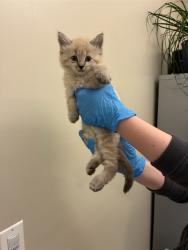 Shelter Stray Female Cat last seen Near BLOCK E 120TH AVE, 12155 Park Blvd, Brighton, CO 80601, USA