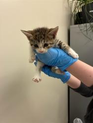 Shelter Stray Male Cat last seen Near BLOCK E 120TH AVE, 12155 Park Blvd, Brighton, CO 80601, USA
