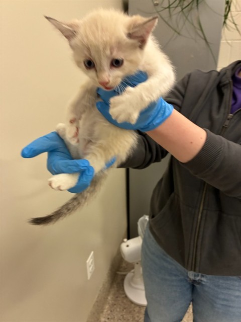 Shelter Stray Male Cat last seen Near BLOCK E 120TH AVE, 12155 Park Blvd, Brighton, CO 80601, USA