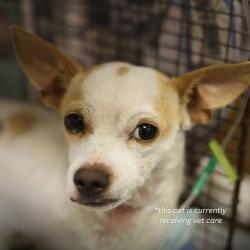 Shelter Stray Male Dog last seen SUNRISE GLADE, 4710 TX-151, San Antonio, TX 78227, USA