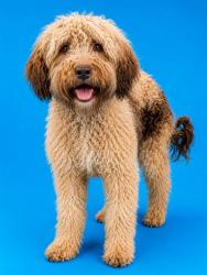 Shelter Stray Female Dog last seen IN BATHROOM OF DWELLING, 2020 Forest St, Jacksonville, FL 32204, USA