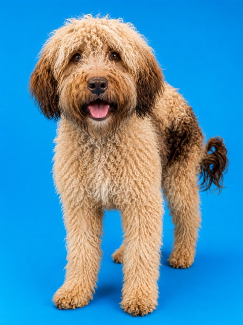 Shelter Stray Female Dog last seen IN BATHROOM OF DWELLING, 2020 Forest St, Jacksonville, FL 32204, USA