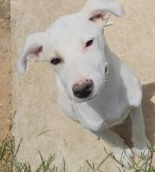 Shelter Stray Female Dog last seen , 4710 TX-151, San Antonio, TX 78227, USA