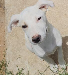 Shelter Stray Female Dog last seen , 4710 TX-151, San Antonio, TX 78227, USA