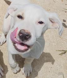 Shelter Stray Female Dog last seen , 4710 TX-151, San Antonio, TX 78227, USA