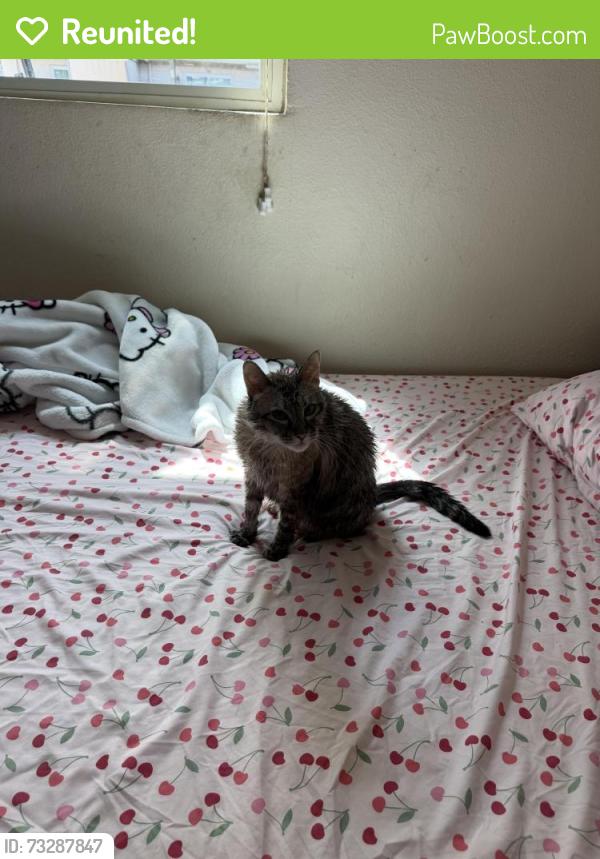 Reunited Female Cat last seen Near upland dr, Houston, TX 77043