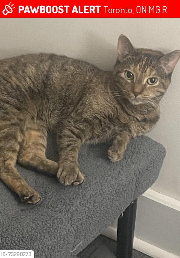 Lost Female Cat last seen Bloor and Ossington, Toronto, ON M6G 3R4