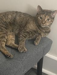 Lost Female Cat last seen Bloor and Ossington, Toronto, ON M6G 3R4