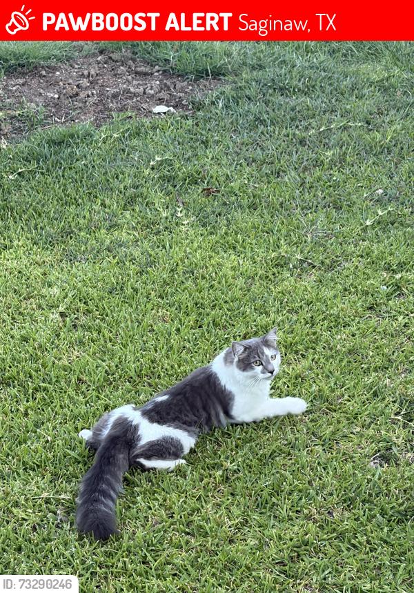 Lost Male Cat last seen Marsha and Nathan, Saginaw, TX 76179