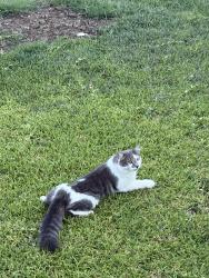 Lost Male Cat last seen Marsha and Nathan, Saginaw, TX 76179