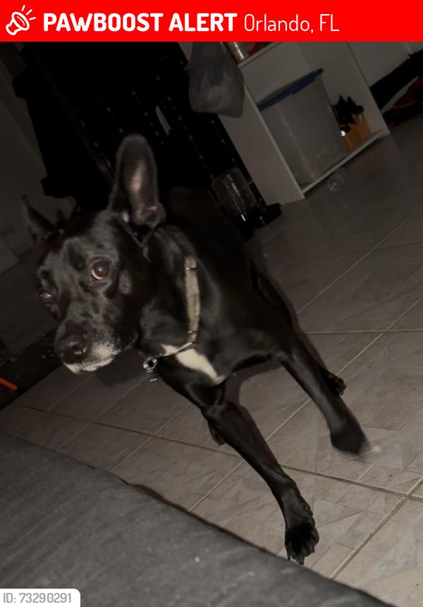 Lost Male Dog last seen Deerfield road Orlando Fl. 32808, Orlando, FL 32808