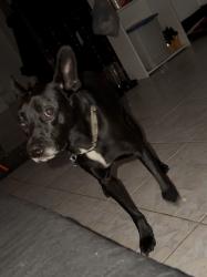 Lost Male Dog last seen Deerfield road Orlando Fl. 32808, Orlando, FL 32808