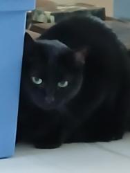 Lost Male Cat last seen in Woodstock, GA, Mableton, GA 30126