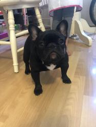 Reunited Female Dog last seen Budd Ave. & S. Winchester, Campbell, CA 95008