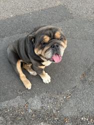 Found/Stray Male Dog last seen Elmbank Avenue, Englefield Green, England TW20 0TJ