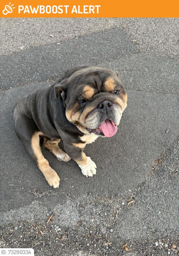 Found/Stray Male Dog last seen Elmbank Avenue, Englefield Green, England TW20 0TJ