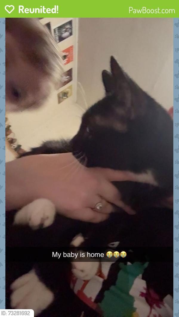 Reunited Female Cat last seen Lawndale Ave and Tacoma Ave, Rockford, IL 61103