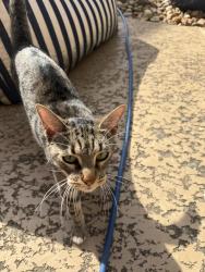 Found/Stray Female Cat last seen Woodvine Dr. and Shady Villa, Houston, TX 77055